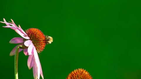 Stock Video Bumblebee Standing Over A Pink Flower Live Wallpaper For PC - Free Live Wallpaper