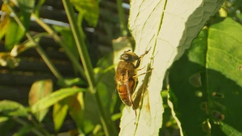 Stock Video Bumblebee Sitting On A Leaf Live Wallpaper For PC - Free Live Wallpaper