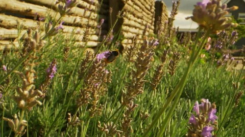 Stock Video Bumblebee On A Wild Flower Live Wallpaper For PC - Free Live Wallpaper