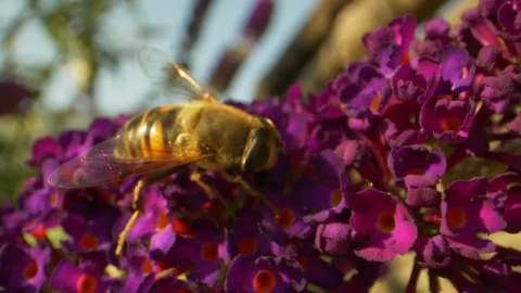 Stock Video Bumblebee On A Purple Flower Live Wallpaper For PC - Free Live Wallpaper
