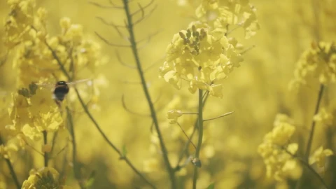 Stock Video Bumblebee On A Flower Live Wallpaper For PC - Free Live Wallpaper