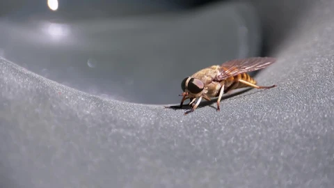 Stock Video Bumblebee Macro Close Up Live Wallpaper For PC - Free Live Wallpaper