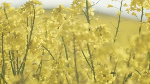 Stock Video Bumblebee Landing On A Crop Field Live Wallpaper For PC - Free Live Wallpaper