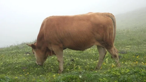 Stock Video Bull Grazing In A Valley With Fog Live Wallpaper For PC - Free Live Wallpaper