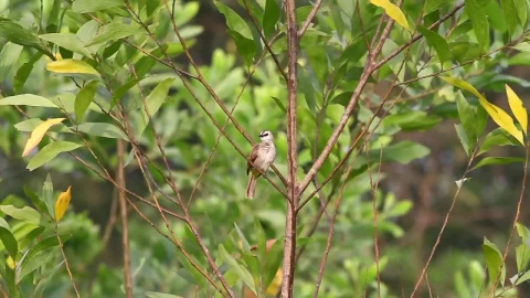 Stock Video Bulbul Lifting Its Wing Live Wallpaper For PC - Free Live Wallpaper