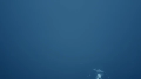 Stock Video Bubbles Rising To The Top Live Wallpaper For PC - Free Live Wallpaper