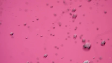 Stock Video Bubbles On A Pink Background Live Wallpaper For PC - Free Live Wallpaper