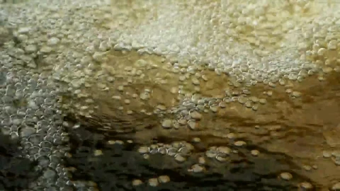 Stock Video Bubbles Across The Surface Live Wallpaper For PC - Free Live Wallpaper