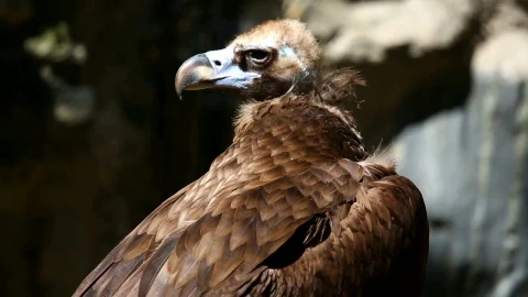 Stock Video Brown Vulture In The Wild Live Wallpaper For PC - Free Live Wallpaper