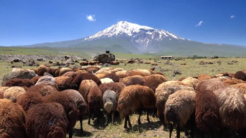 Stock Video Brown Sheep Herd With A Snowy Mountain In The Background Live Wallpaper For PC - Free Live Wallpaper
