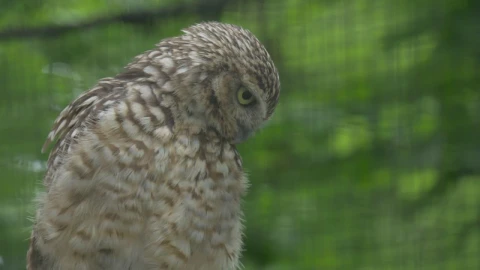 Stock Video Brown Owl Looking Around Live Wallpaper For PC - Free Live Wallpaper