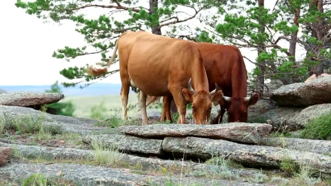 Stock Video Brown Cows Pasturing In The Countryside Live Wallpaper For PC - Free Live Wallpaper