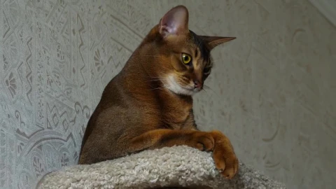 Stock Video Brown Cat Resting Live Wallpaper For PC - Free Live Wallpaper