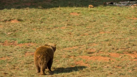 Stock Video Brown Bear Walking Live Wallpaper For PC - Free Live Wallpaper