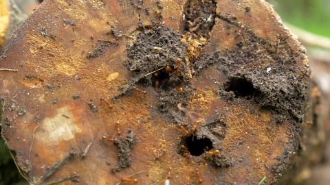 Stock Video Brown Ants Outside A Nest Live Wallpaper For PC - Free Live Wallpaper