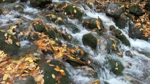 Stock Video Brook Flowing Through Mossy Stones In The Forest Live Wallpaper For PC - Free Live Wallpaper