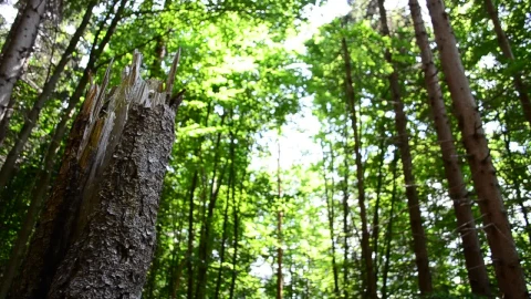Stock Video Broken Tree In A Forest Live Wallpaper For PC - Free Live Wallpaper