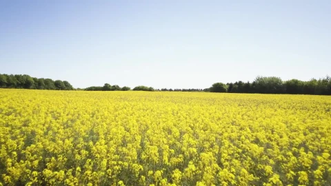 Stock Video Bright Yellow Crops Live Wallpaper For PC - Free Live Wallpaper