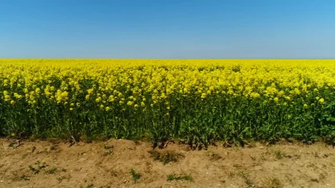 Stock Video Bright Yellow Crops In A Dry Field Live Wallpaper For PC - Free Live Wallpaper