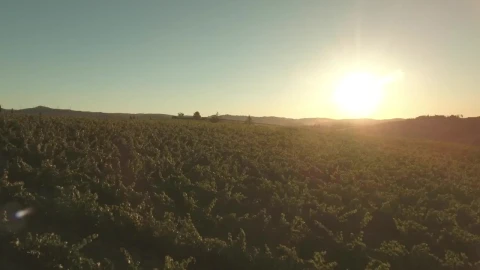 Stock Video Bright Sunshine Over The Countryside Live Wallpaper For PC - Free Live Wallpaper
