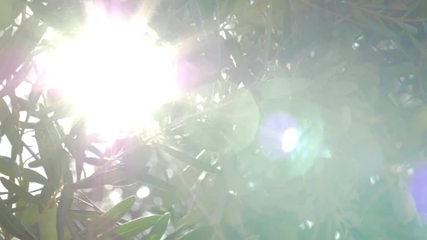 Stock Video Bright Light Shining Through An Olive Tree Live Wallpaper For PC - Free Live Wallpaper