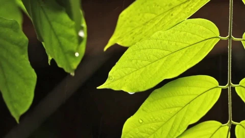Stock Video Bright Leaves Dripping In The Rain Live Wallpaper For PC - Free Live Wallpaper