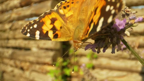 Stock Video Bright Butterfly On A Lavender Plant Live Wallpaper For PC - Free Live Wallpaper