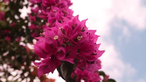 Stock Video Bright Bougainvillea Below The Sky Live Wallpaper For PC - Free Live Wallpaper