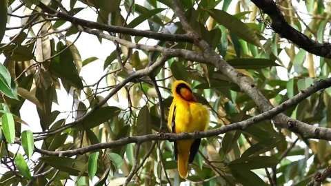 Stock Video Bright Bird In A Tropical Tree Live Wallpaper For PC - Free Live Wallpaper