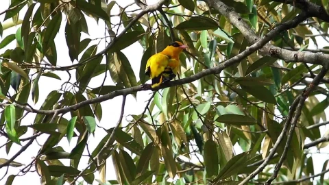 Stock Video Bright Bird Cleaning Their Feathers Live Wallpaper For PC - Free Live Wallpaper