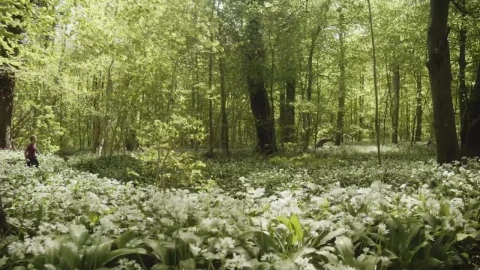 Stock Video Breeze Moving Through A Forest Live Wallpaper For PC - Free Live Wallpaper