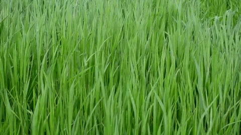 Stock Video Breeze Heading Through A Meadow Live Wallpaper For PC - Free Live Wallpaper