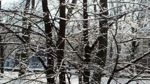 Stock Video Branches Swaying While Covered In Snow Live Wallpaper For PC - Free Live Wallpaper