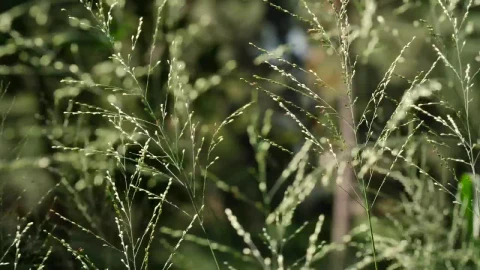 Stock Video Branches Swaying In The Wind Live Wallpaper For PC - Free Live Wallpaper
