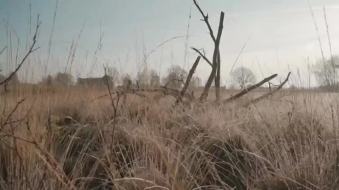 Stock Video Branches Of A Tree Without Leaves In A Forest Live Wallpaper For PC - Free Live Wallpaper