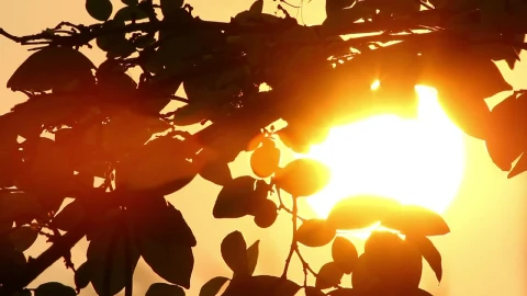 Stock Video Branches Silhouetted Against The Sun Live Wallpaper For PC - Free Live Wallpaper