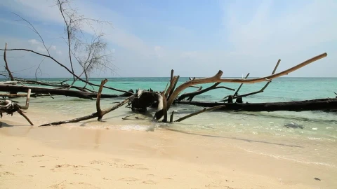 Stock Video Branches Of A Tree On The Beach Live Wallpaper For PC - Free Live Wallpaper