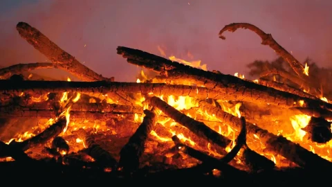 Stock Video Branches Burning At Night Live Wallpaper For PC - Free Live Wallpaper