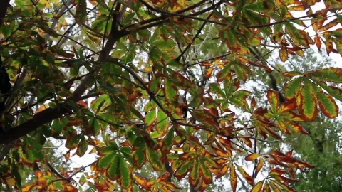Stock Video Branches And Leaves Of A Tree Low View Live Wallpaper For PC - Free Live Wallpaper