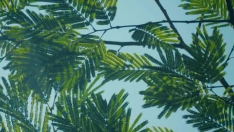 Stock Video Branches And Leaves From A Tree Close Up Live Wallpaper For PC - Free Live Wallpaper