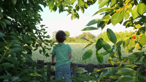 Stock Video Boy Standing In Farmland Live Wallpaper For PC - Free Live Wallpaper