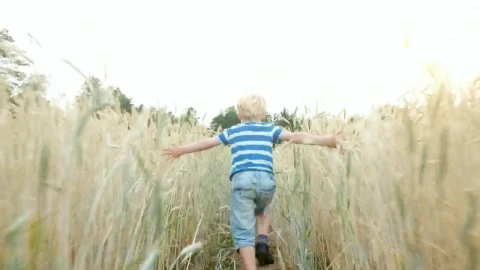 Stock Video Boy Running In A Wheat Field Tracking Shot Live Wallpaper For PC - Free Live Wallpaper