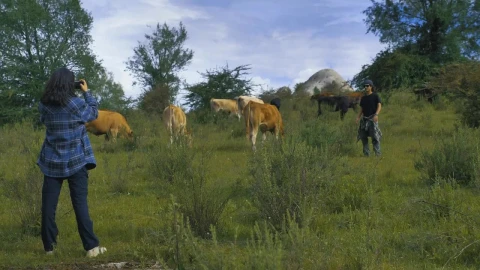 Stock Video Boy And Girl Taking Photos In A Meadow With Cows Live Wallpaper For PC - Free Live Wallpaper