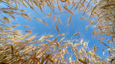 Stock Video Bottom View Of Golden Wheat And The Blue Sky Live Wallpaper For PC - Free Live Wallpaper
