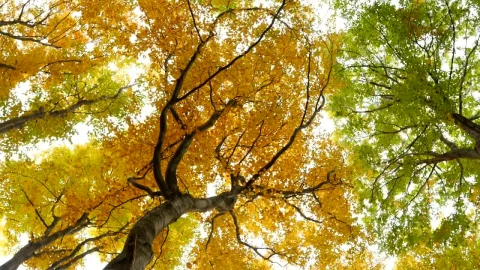 Stock Video Bottom View Of Autumn Trees Moved By The Wind Live Wallpaper For PC - Free Live Wallpaper