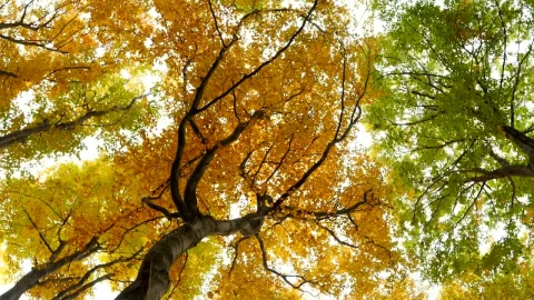 Stock Video Bottom View Of Autumn Trees Live Wallpaper For PC - Free Live Wallpaper
