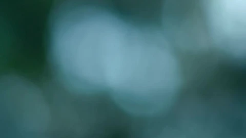 Stock Video Blurred View Of Sky Through The Leaves Of A Tree Live Wallpaper For PC - Free Live Wallpaper
