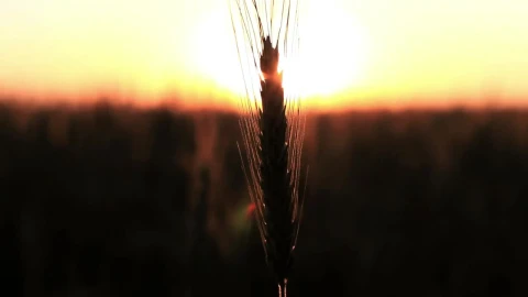 Stock Video Blurred Sunset From A Field Live Wallpaper For PC - Free Live Wallpaper