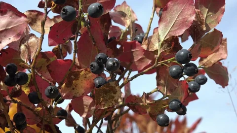 Stock Video Blueberry Close Up Live Wallpaper For PC - Free Live Wallpaper