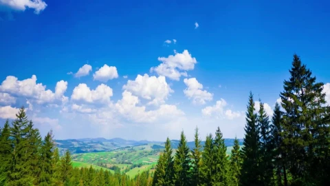 Stock Video Blue Sky Over The Pines Live Wallpaper For PC - Free Live Wallpaper